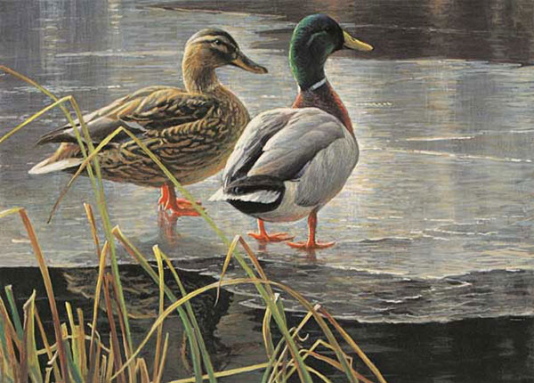 Compatible Animals for Jahrriesnge duck-lpf02523 Compatible Animals Jahrriesnge for duck-lpf02523
