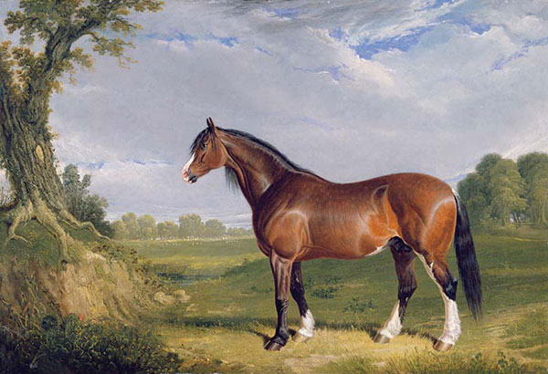 Compatible Animals for Jahrriesnge horse-lpf02611 Compatible Animals Jahrriesnge for horse-lpf02611