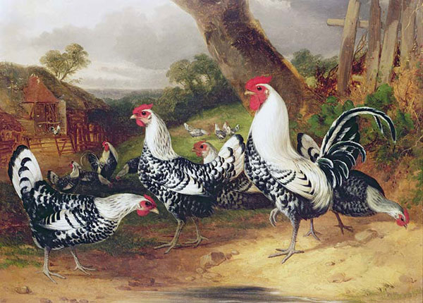 Compatible Animals for Jahrriesnge chicken-lpf02619 Compatible Animals Jahrriesnge for chicken-lpf02619