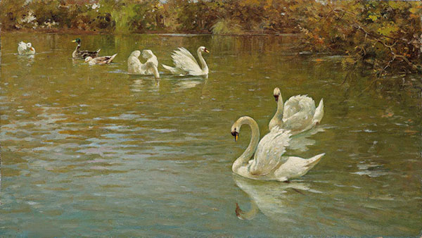 Compatible Animals for Jahrriesnge mute-swan-lpf02626 Compatible Animals Jahrriesnge for mute-swan-lpf02626