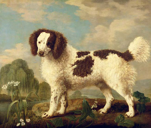 Compatible Animals for Jahrriesnge dog-lpf02637 Compatible Animals Jahrriesnge for dog-lpf02637