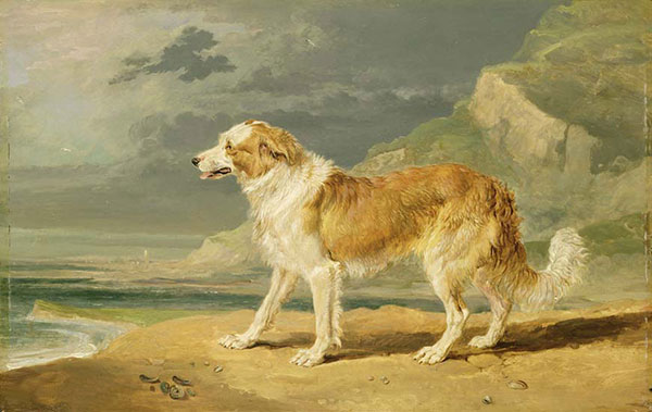 Compatible Animals for Jahrriesnge dog-lpf02638 Compatible Animals Jahrriesnge for dog-lpf02638
