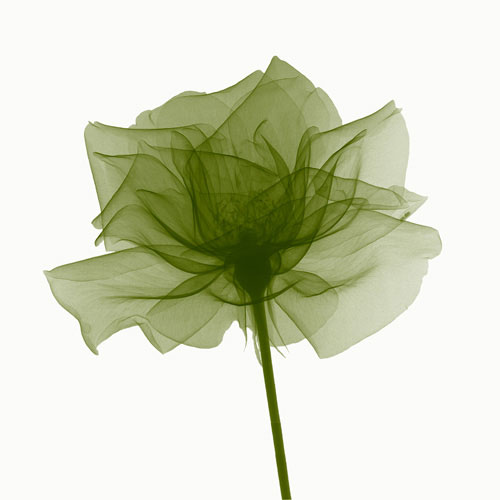 Compatible Floral for Jahrriesnge flowers lpf04848 Compatible Floral Jahrriesnge for flowers lpf04848