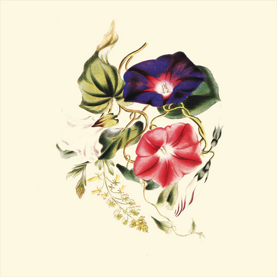Compatible Floral for JAHRRIESNGE flowers-lpf06956 Compatible Floral JAHRRIESNGE for flowers-lpf06956