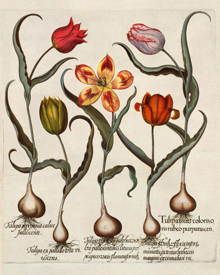 Compatible Floral for JAHRRIESNGE flowers-lpf07005 Compatible Floral JAHRRIESNGE for flowers-lpf07005