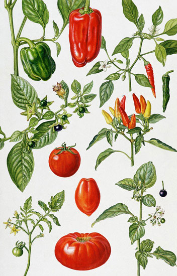 Compatible Floral for Jahrriesnge flowers-lpf07031 Compatible Floral Jahrriesnge for flowers-lpf07031