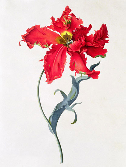 Compatible Floral for Jahrriesnge flowers-lpf07043 Compatible Floral Jahrriesnge for flowers-lpf07043