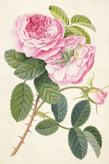Compatible Floral for Jahrriesnge flowers-lpf07047 Compatible Floral Jahrriesnge for flowers-lpf07047