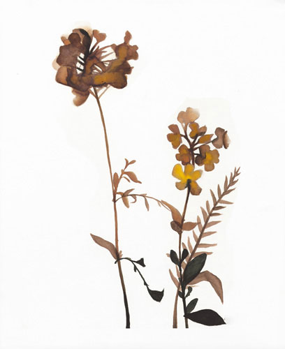 Compatible Floral for Jahrriesnge flowers-lpf07211 Compatible Floral Jahrriesnge for flowers-lpf07211