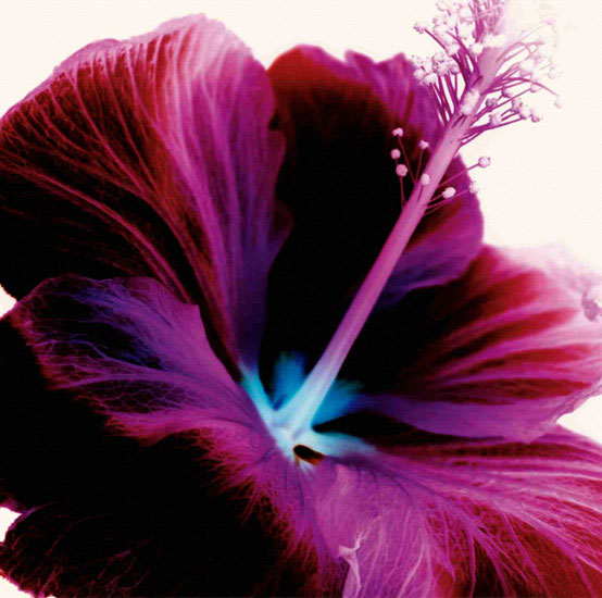 Compatible Floral for JAHRRIESNGE flowers lpf09991 Compatible Floral JAHRRIESNGE for flowers lpf09991