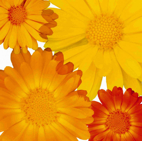 Compatible Floral for Jahrriesnge flowers lpf10082 Compatible Floral Jahrriesnge for flowers lpf10082