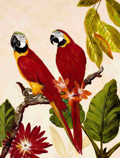 Compatible Animals for Jahrriesnge macaw lpf10599 Compatible Animals Jahrriesnge for macaw lpf10599